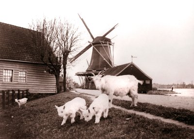 Geiter, Laandam, Nederland, 1898. av James Batkin