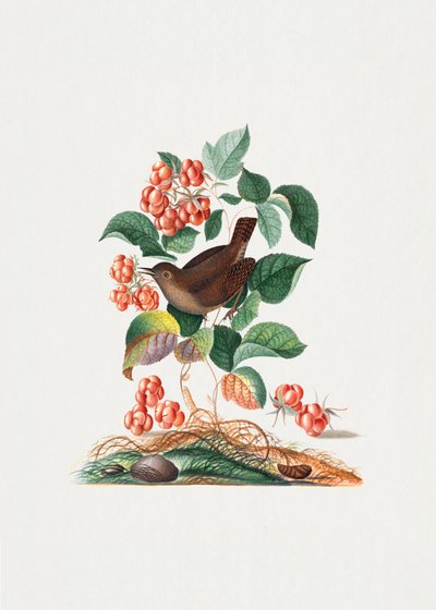  av James Bolton