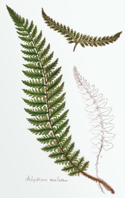 "Polipodium aculeatum", nå Polystichum achuleatum, en vanlig bregne av fuktig skog over hele de britiske øyer, fra "Filices Brittanicae; an History of the British Proper Ferns", 1785 av James Bolton