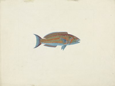 En fisk, El Hudderi Imbo (gouache over grafitt på papir) av James Bruce