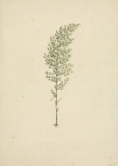 Arundinaria alpine K. Schum. (African Bamboo): ferdig tegning av vane med røtter av James Bruce