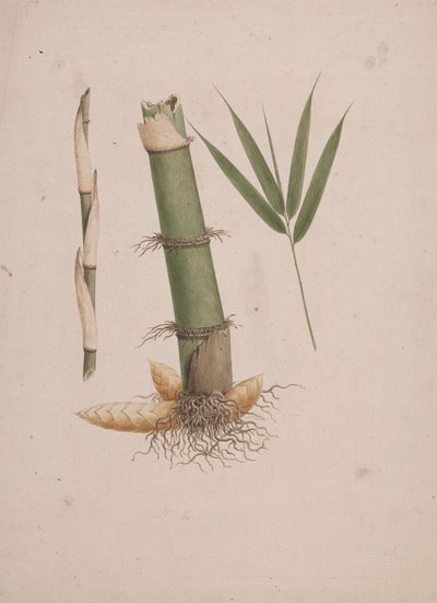 Arundinaria alpina K. Schum. (African Bamboo): ferdig tegning av seksjoner av stilk og av skudd med blader av James Bruce