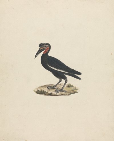 Bocorvus abyssinicus (Abyssinisk hornfugl) av James Bruce