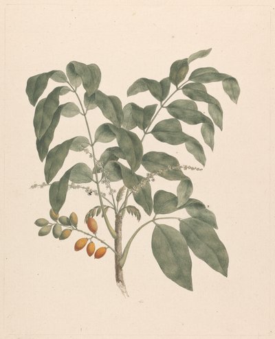 Brucea antidysenterica J. Miller (James Bruce's Tree): ferdig tegning med stengel av frukt lagt til av James Bruce