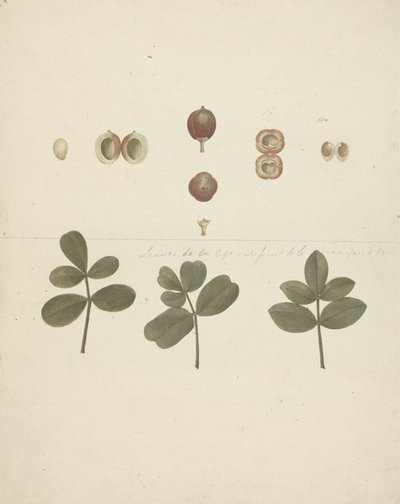 Commiphora gileadensis (L.) C. Chr. (Balm of Gilead, Opobalsam): ferdig tegning av frukt, dissekerte frukter og blader av James Bruce