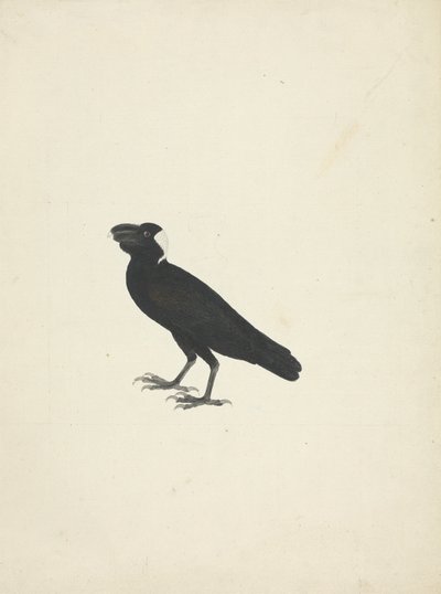 Corvs crassirostris (tykknebbet ravn) av James Bruce