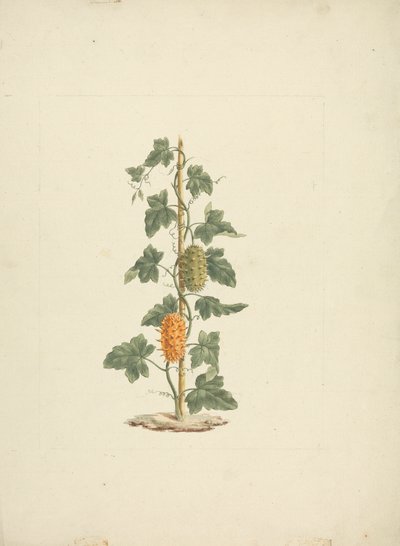 Cucumis metuliferus Naud (Vill agurk): ferdig tegning av James Bruce
