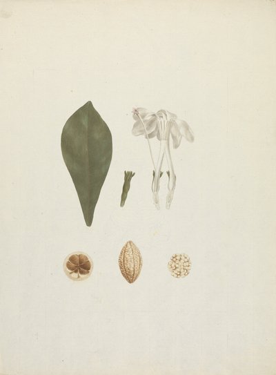 Gardenia ternifolia Schum.& Thonn. (Jovis-Tonantis): ferdig tegning med ekstra detalj av frukt av James Bruce