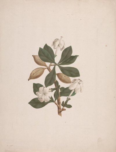Gardenia ternifolia Schum.& Thonn. (Wild Gardenia): ferdig tegnet av James Bruce
