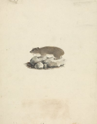 Heterohyrax brucei (hyrax med gulflekker) av James Bruce