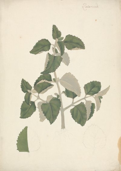 Labiatae (ubestemt art): ferdig tegning av et bladskudd, uten blomster av James Bruce