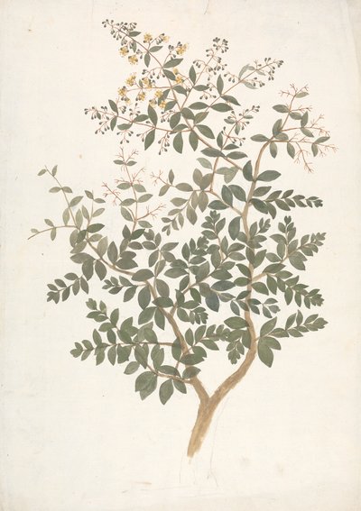 Lawsonia inermis L. (Henna): ferdig tegning av et blomstrende bladskudd av James Bruce