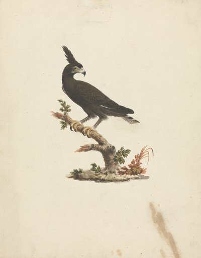 Lophaetus occipitalis (langkrøsørn) av James Bruce