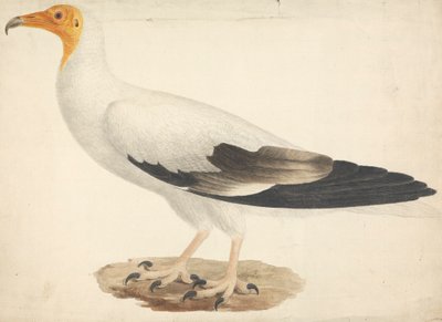Neophron percnopterus (egyptisk gribb) av James Bruce