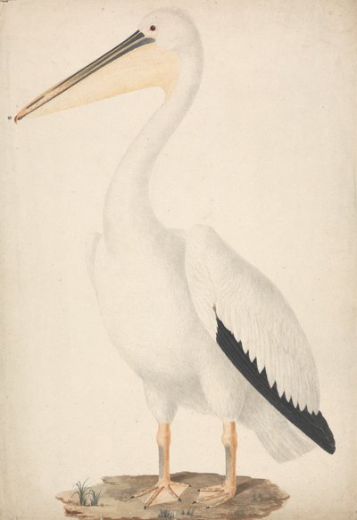 Pelecanus onocrotalus (stor hvit pelikan) av James Bruce