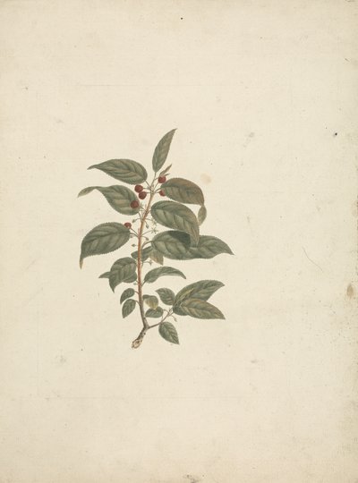 Rhamnus prinoides L'Herit. (African Buckthorn): ferdig tegning uten detaljer og tilsatt bær av James Bruce