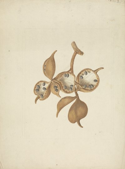 Sterculia africana (Lour.) Fiori: ferdig tegning av stilk med frøkapsler, noen åpne viser frø av James Bruce