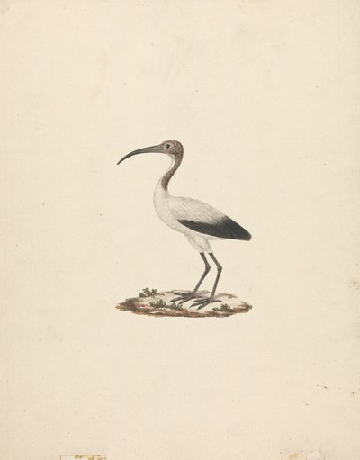 Threkiornis ethiopicus (afrikansk hellig ibis) av James Bruce