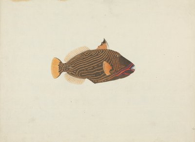 Uidentifisert fisk av James Bruce