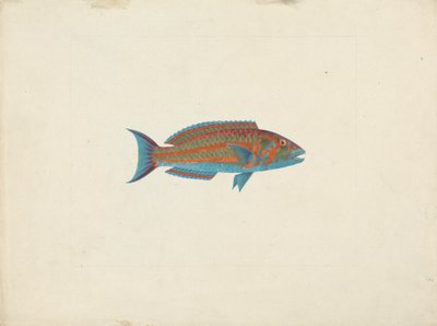 Uidentifisert fisk av James Bruce