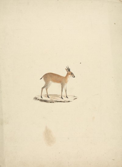 Uidentifisert madogua (Dik-dik) av James Bruce