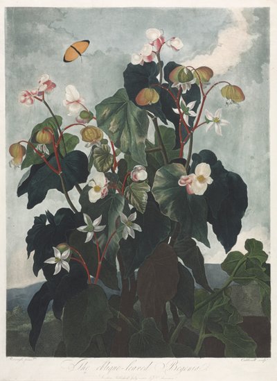 The Temple of Flora, eller Garden of Nature: The Obique-leaved Begonia av James Caldwall
