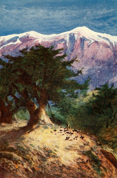 Cedars of Libanon - Matt. xii. 33, c1924. Skapere: James Clark, Henry A Harper. av James Clark and Henry A Harper