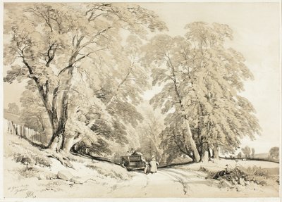 Ask, fra Parken og skogen av James Duffield Harding