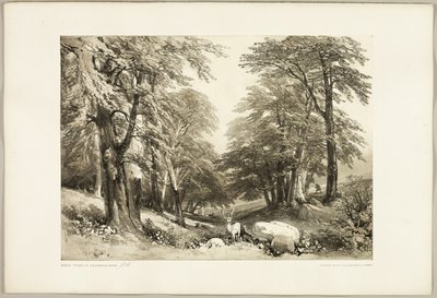 Bøketrær i Arundale Park, fra The Park and the Forest av James Duffield Harding
