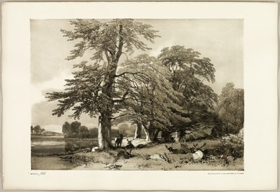 Bøk, fra Parken og Skogen av James Duffield Harding