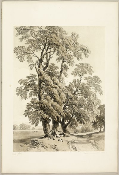 Elm, fra Parken og Skogen av James Duffield Harding