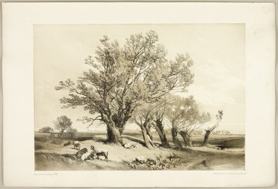 Pollard Willow, fra The Park and the Forest av James Duffield Harding