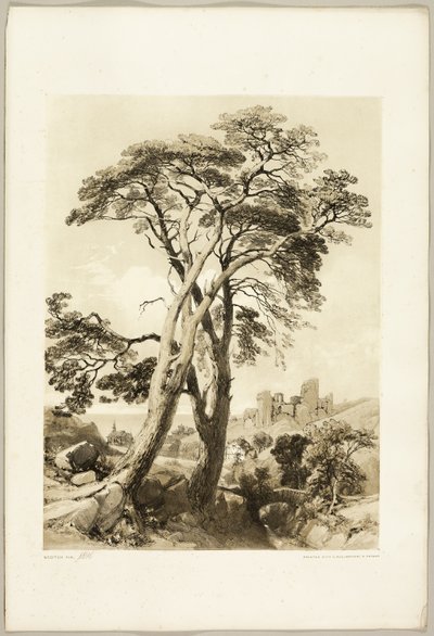 Scotch Fir, fra The Park and the Forest av James Duffield Harding