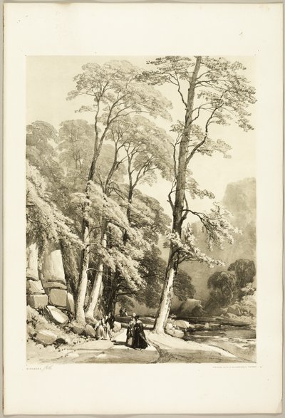 Sycamore, fra The Park and the Forest av James Duffield Harding