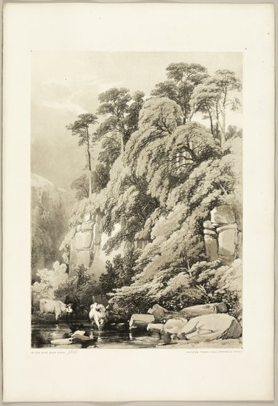 Wych Elm and Firs, fra The Park and the Forest av James Duffield Harding