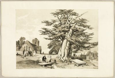 Barlind, fra Parken og skogen av James Duffield Harding