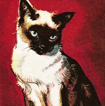 Siameserkatt av James Edwin McConnell
