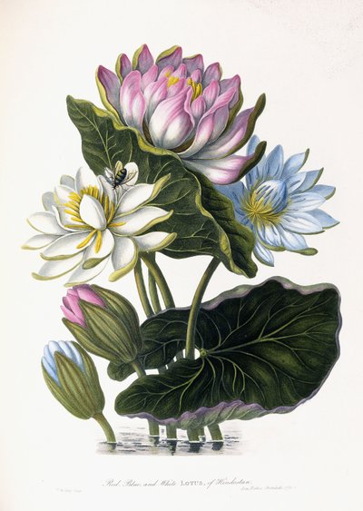 Rød, blå og hvit Lotus, fra Hindostan, 1781 av James Forbes