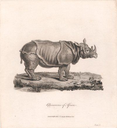 Neshorn i Afrika av James Heath