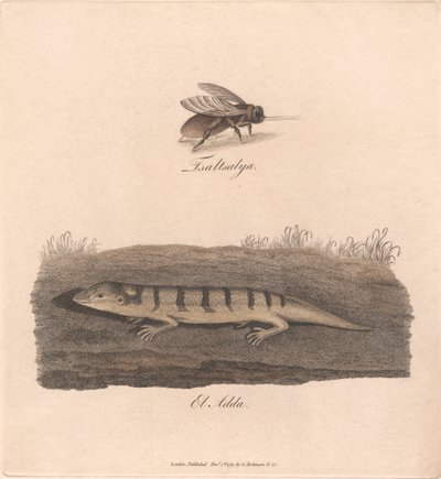 Tsaltsalya / El Adda av James Heath
