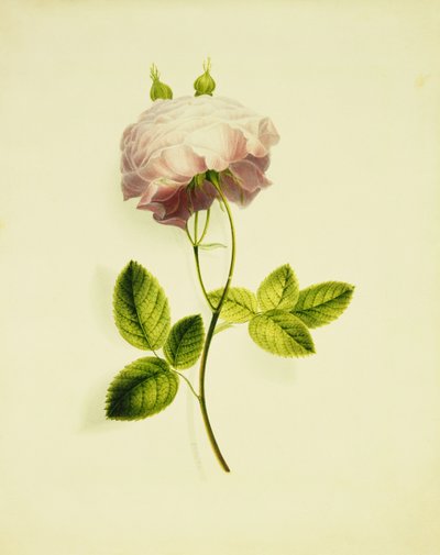 En rosa rose, av James Holland