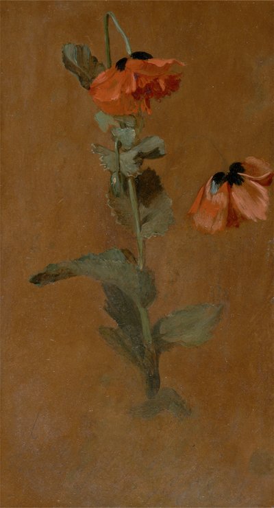 Study of Poppies, 1832 (olje og blyant om bord) (etter konservering) av James Inskipp