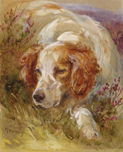 En spaniel (wc og kroppsfarge på papir) av James Jnr Hardy