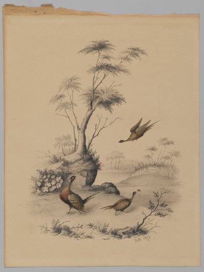 Three Pheasants, 1873 (grafitt og wc på papir) av James Ryder van Brunt