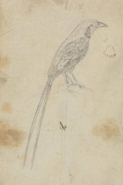 En fugl av James Sowerby