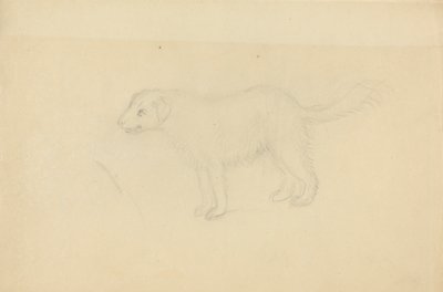 En hund av James Sowerby
