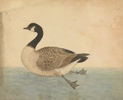 En gås av James Sowerby