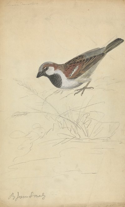En gråspurv av James Sowerby