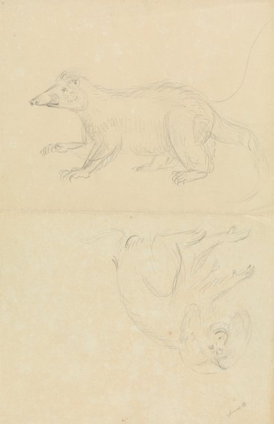 Et pattedyr (coatimundi?) og en primat (marmoset?). En Coatimundi og en løvehodet silkeaper av James Sowerby