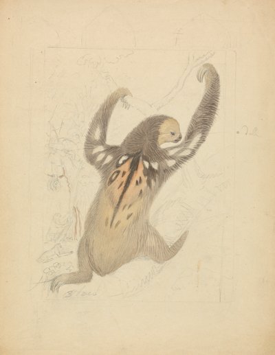 En trefingret dovendyr av James Sowerby
